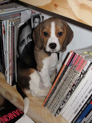 Henry as a puppy