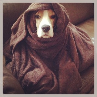 Henry in a blanket
