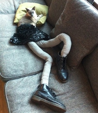 Cats in Tights
