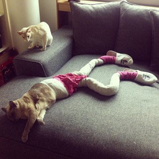 Cats in Tights