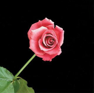 Robert Mapplethorpe, from Flowers