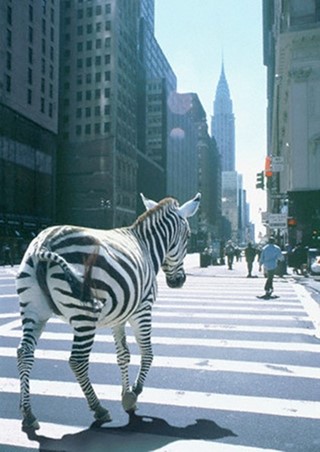 A Zebra in New York