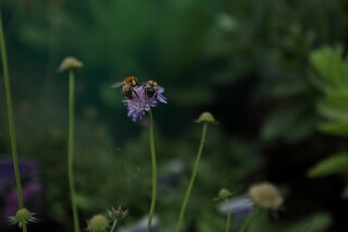 Bees at Darsham Nurseries