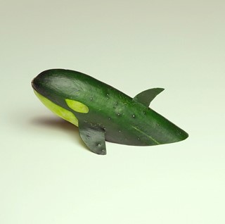 Cucumber killer whale
