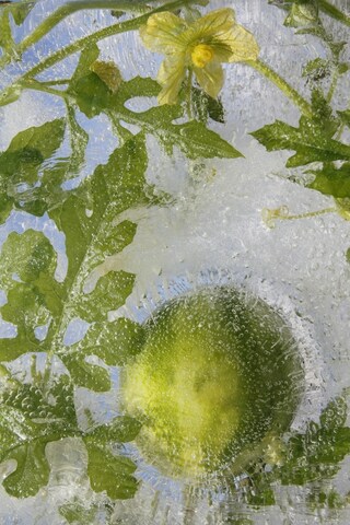 Watermelon Baby, 2011