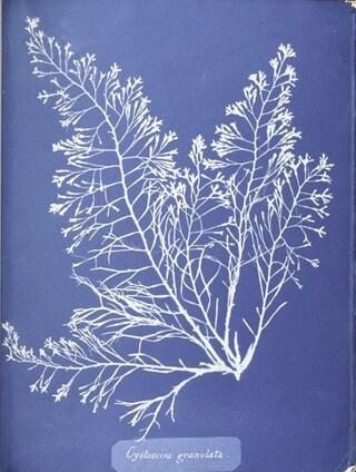 Ocean Flowers by Anna Atkins