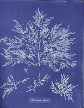 Ocean Flowers by Anna Atkins