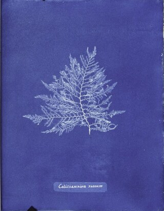 Ocean Flowers by Anna Atkins