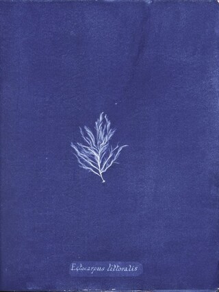 Ocean Flowers by Anna Atkins