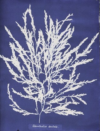 Ocean Flowers by Anna Atkins