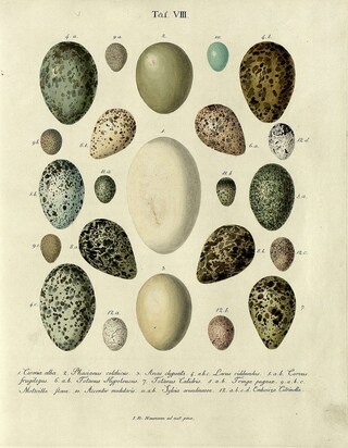 Bird Eggs, 1818