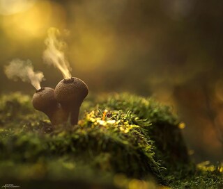 Puffballs mushroom