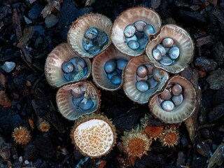 Cyathus Striatus mushroom
