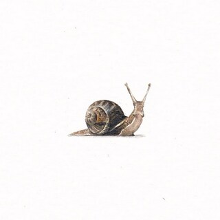 Snail