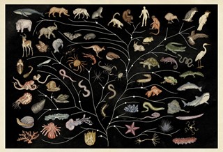Animalium Tree