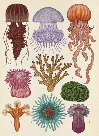 Cnidaria