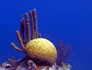 Coral in the Great Blue Hole
