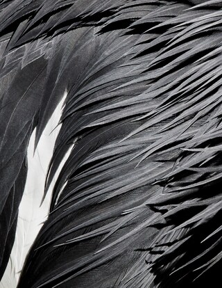 thomaslohr_Birds_03