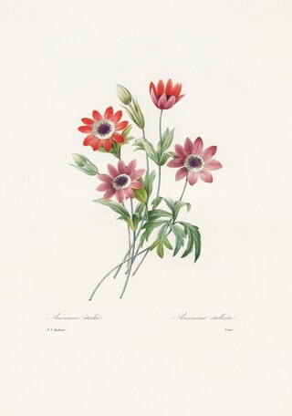xl_redoute_belles_fleures_01