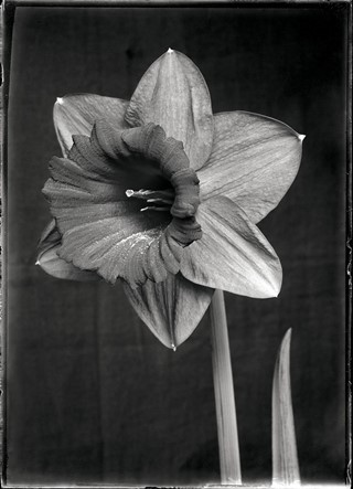 Silent Beauty: A Photographic Compendium of Flowers | AnOther