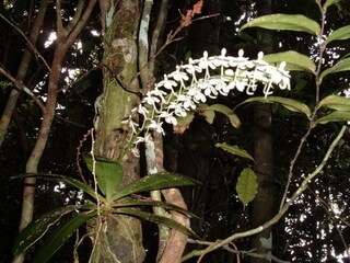 Invasive Species 
