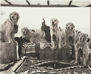 A Letter to True by Bruce Weber