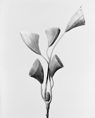 RobertVoit