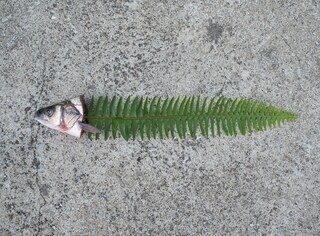 The-Fish