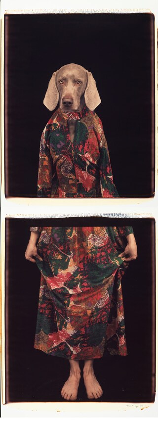 Dressed from Below by William Wegman