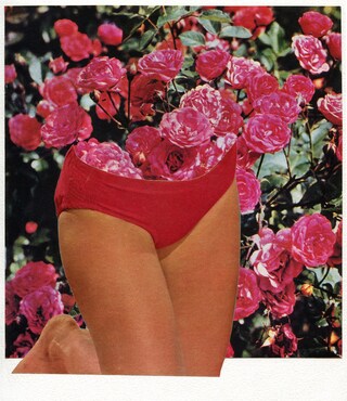 Roses 2019