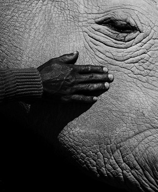 Jack_Davison_Ol_Pejeta09