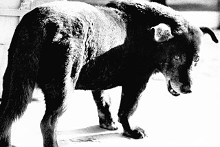 Daido Moriyama: A Retrospective