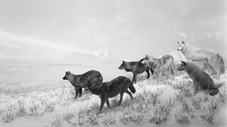 Dioramas by Hiroshi Sugimoto