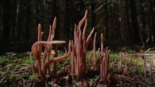 territory_Liu Yujia, Mushrooms 2023