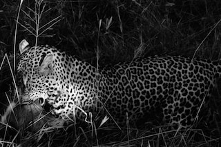 Guardians and Carers of the Natural World by Daisy Walker