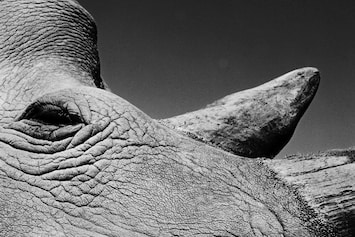 Jack Davison Captures the World's Last Two Northern White Rhinos