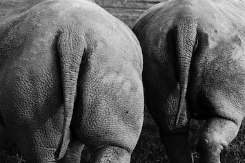 Jack Davison Captures the World's Last Two Northern White Rhinos