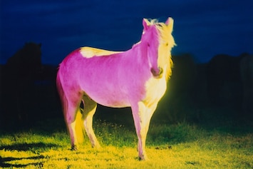 Gareth McConnell's Magical Photographs of Iceland's Wild Horses
