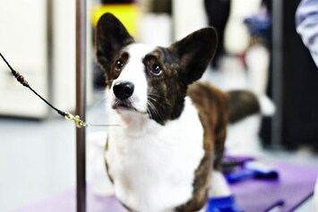 Westminster Kennel Club dog show 2014