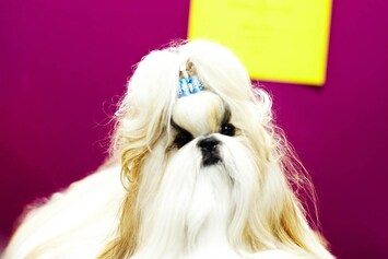 Westminster Kennel Club dog show 2014