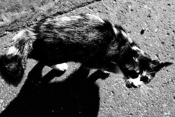 Daido Moriyama's Haunting Photos of Stray Cats in Tokyo | AnOther