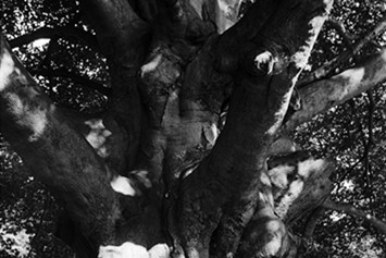 Easter and Oak Trees | AnOther