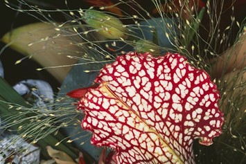 Nobuyoshi Araki, Flower Rondeau, 1997