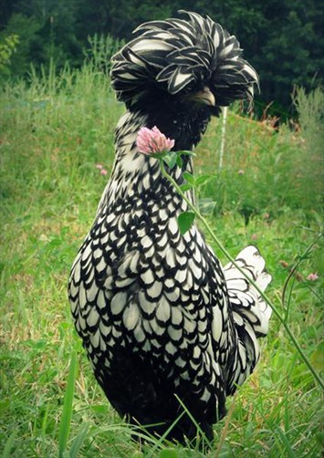 Silver Laced Polish Chicken 