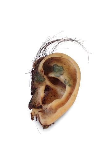 Prosthetic ear from Blue Velvet (1986)