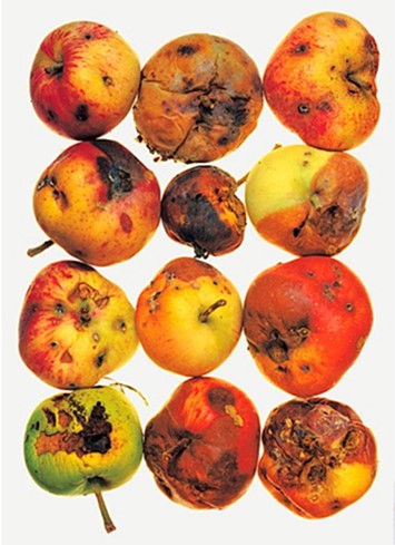 12 Apples, New York, 1985, Irving Penn