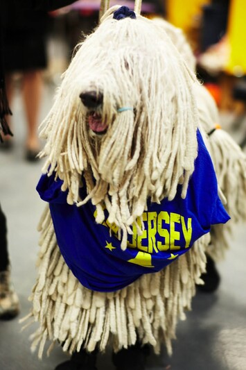 Westminster Kennel Club dog show 2014