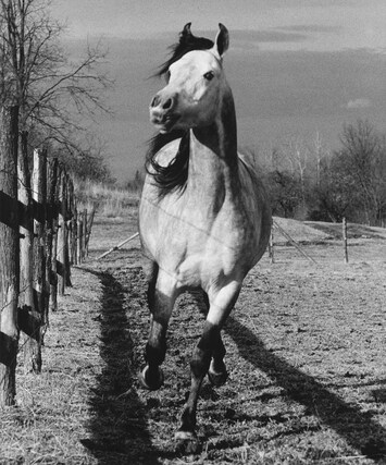 Hujar_2_Running-Horse-toward-camera