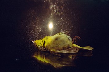 To Die Alive by Matthew Leifheit, Damiani