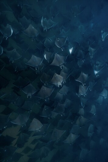 State of the Oceans Parley for the Oceans